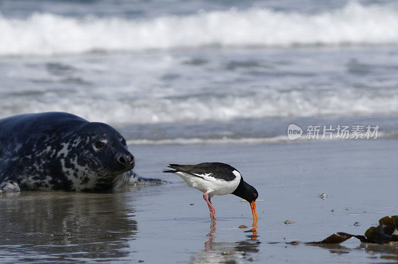 背景是海豹的蛎鹬(ostralegus Haematopus)